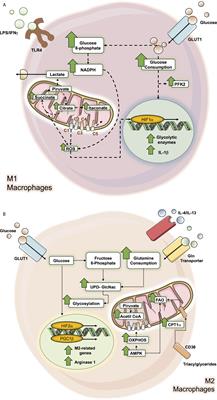 The Macrophage Response Is Driven by Mesenchymal Stem Cell-Mediated Metabolic Reprogramming